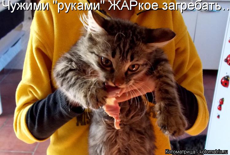 Чужими "руками" ЖАРкое загребать…... Котоматрица: Чужими "руками" ЖАРкое загребать…