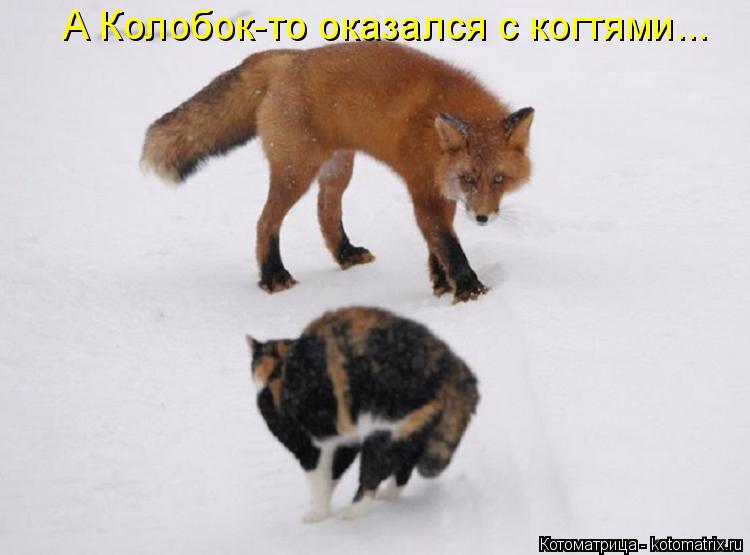 А Колобок-то оказался с когтями...... Котоматрица: А Колобок-то оказался с когтями...