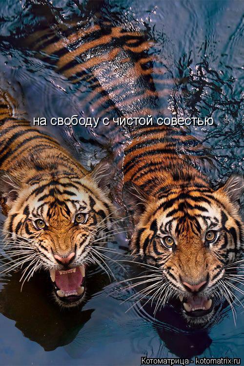 на свободу с чистой совестью... Котоматрица: на свободу с чистой совестью