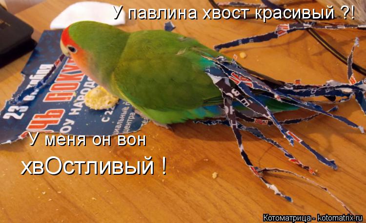 У павлина хвост красивый ?! У меня он вон хвОстливый !... Котоматрица: У павлина хвост красивый ?! У меня он вон хвОстливый !