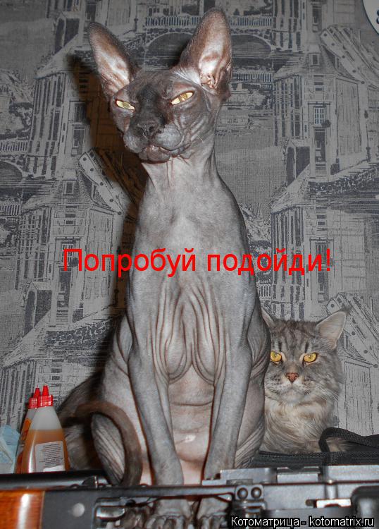 Попробуй подойди!... Котоматрица: Попробуй подойди!