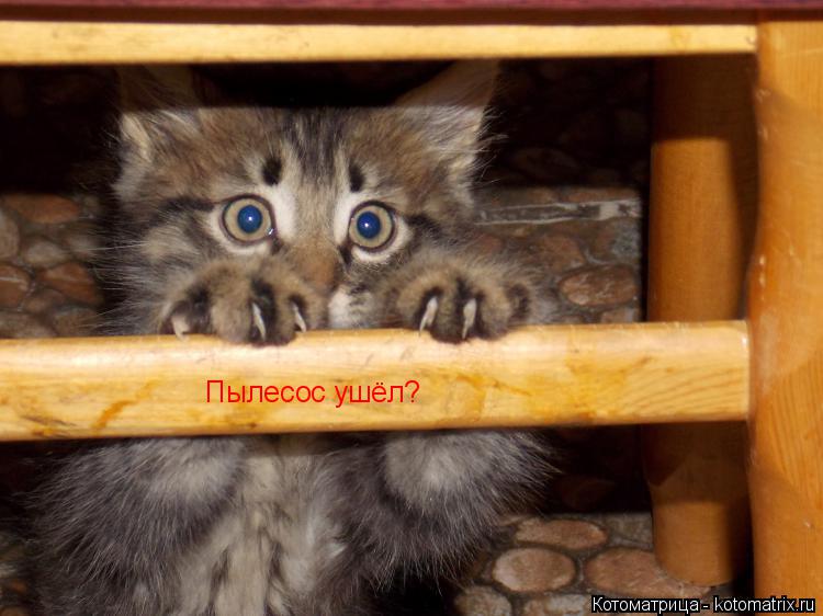 Пылесос ушёл?... Котоматрица: Пылесос ушёл?