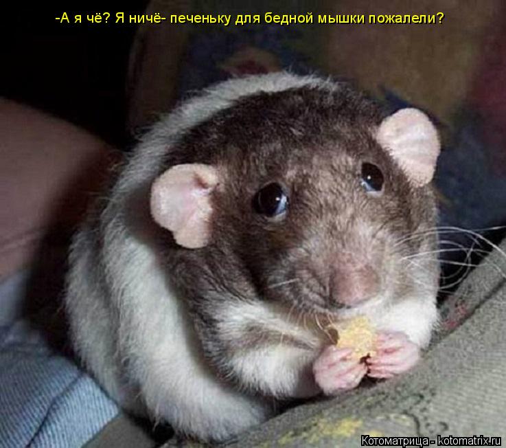 -А я чё? Я ничё- печеньку для бедной мышки пожалели?... Котоматрица: -А я чё? Я ничё- печеньку для бедной мышки пожалели?
