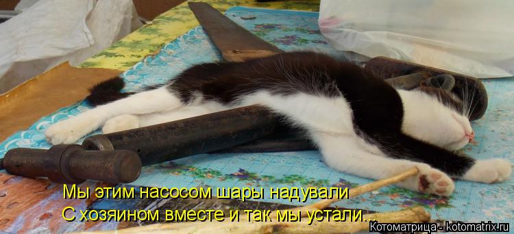 Мы этим насосом шары надували С хозяином вместе и так мы устали...... Котоматрица: Мы этим насосом шары надували С хозяином вместе и так мы устали...