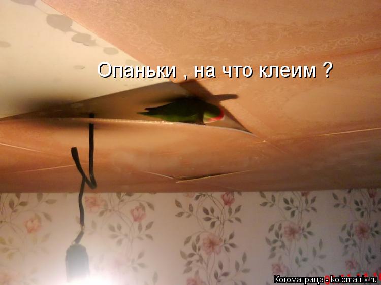 Опаньки , на что клеим ?... Котоматрица: Опаньки , на что клеим ?