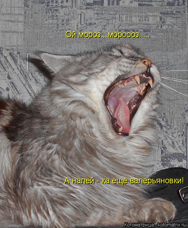 Ой мороз...мороооз..... А налей - ка ещё валерьяновки!... Котоматрица: Ой мороз...мороооз..... А налей - ка ещё валерьяновки!