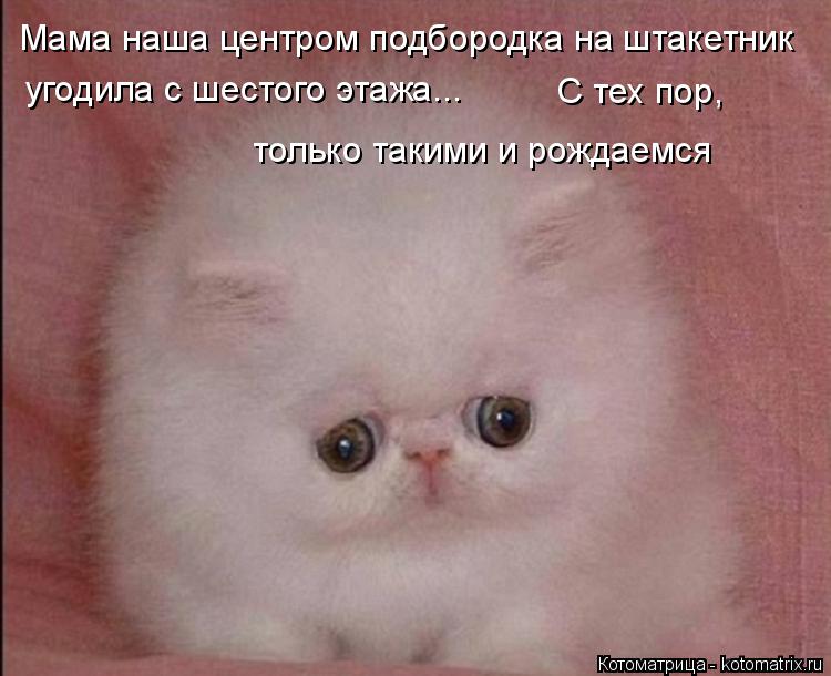 Мама наша центром подбородка на штакетник угодила с шестого этажа... С тех пор, только такими и рожда... Котоматрица: Мама наша центром подбородка на штакетник угодила с шестого этажа... С тех пор, только такими и рождаемся