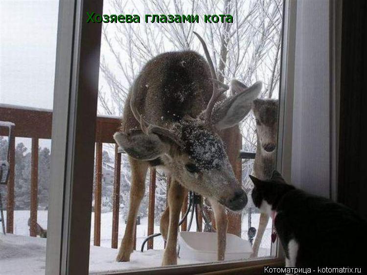Хозяева глазами кота... Котоматрица: Хозяева глазами кота
