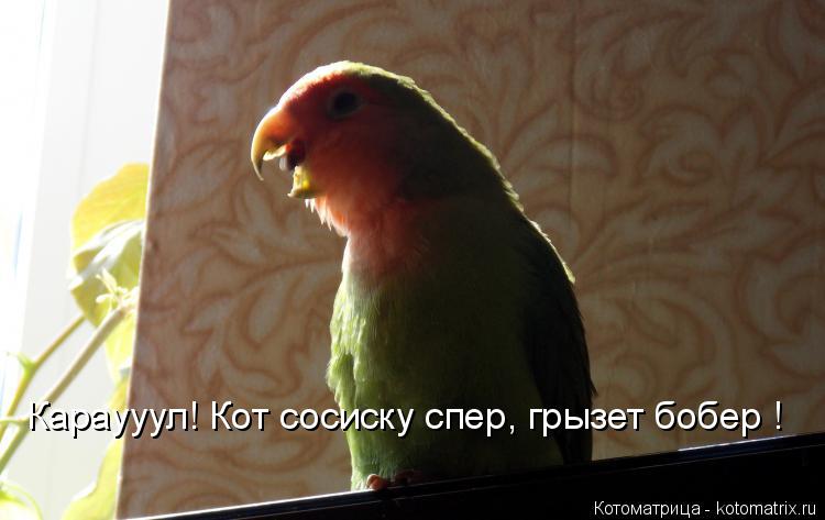 Караууул! Кот сосиску спер, грызет бобер !... Котоматрица: Караууул! Кот сосиску спер, грызет бобер !