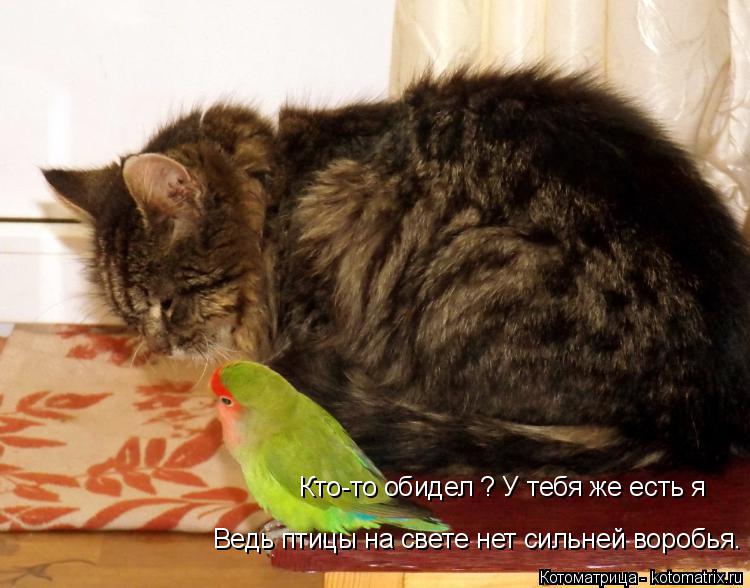Кто-то обидел ? У тебя же есть я Ведь птицы на свете нет сильней воробья.... Котоматрица: Кто-то обидел ? У тебя же есть я Ведь птицы на свете нет сильней воробья.
