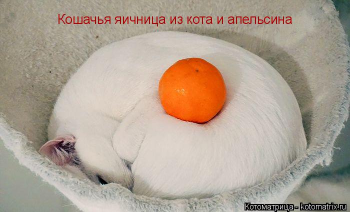Кошачья яичница из кота и апельсина... Котоматрица: Кошачья яичница из кота и апельсина
