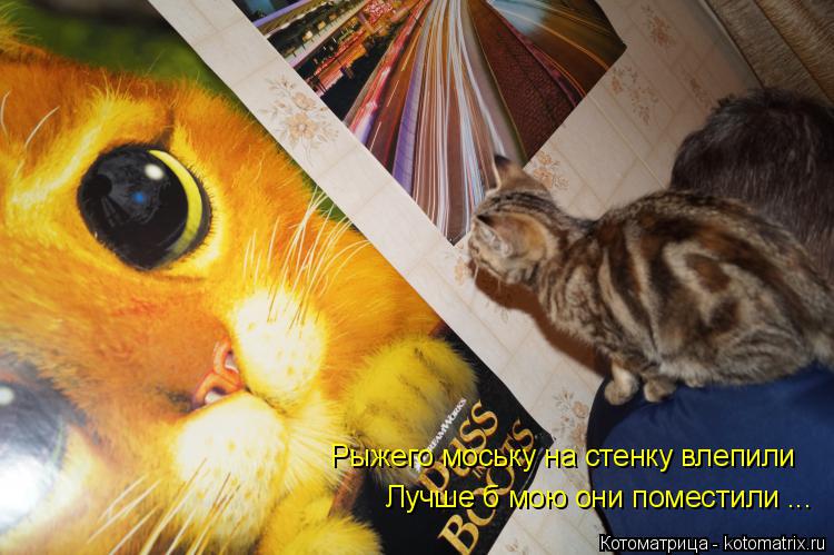 Рыжего моську на стенку влепили Лучше б мою они поместили ...... Котоматрица: Рыжего моську на стенку влепили Лучше б мою они поместили ...