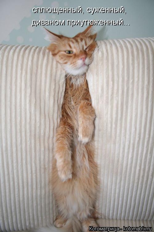 сплющенный, суженный, диваном приутюженный...... Котоматрица: сплющенный, суженный, диваном приутюженный...