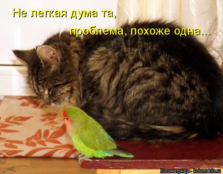 Не легкая дума та, проблема, похоже одна...... Котоматрица: Не легкая дума та, проблема, похоже одна...