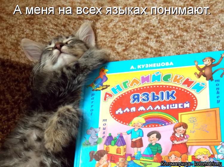 А меня на всех языках понимают.... Котоматрица: А меня на всех языках понимают.