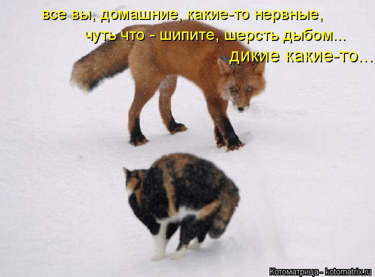 все вы, домашние, какие-то нервные, чуть что - шипите, шерсть дыбом... дикие какие-то...... Котоматрица: все вы, домашние, какие-то нервные, чуть что - шипите, шерсть дыбом... дикие какие-то...