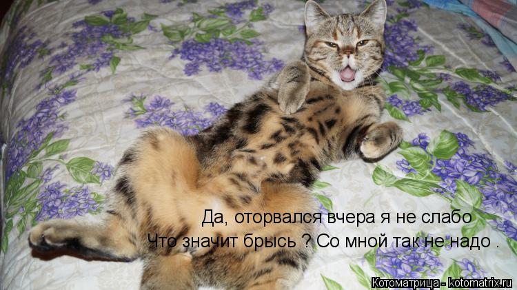 Да, оторвался вчера я не слабо Что значит брысь ? Со мной так не надо .... Котоматрица: Да, оторвался вчера я не слабо Что значит брысь ? Со мной так не надо .