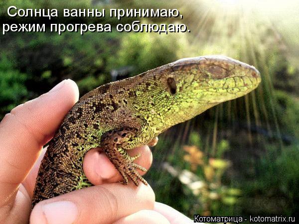 Котоматрица: Солнца ванны принимаю, режим прогрева соблюдаю.