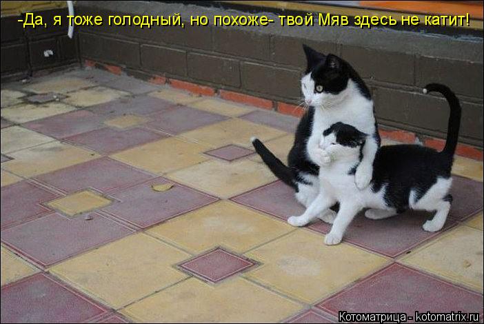 -Да, я тоже голодный, но похоже- твой Мяв здесь не катит!... Котоматрица: -Да, я тоже голодный, но похоже- твой Мяв здесь не катит!