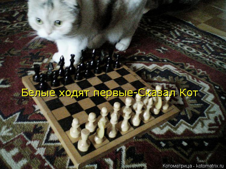 Белые ходят первые-Сказал Кот... Котоматрица: Белые ходят первые-Сказал Кот