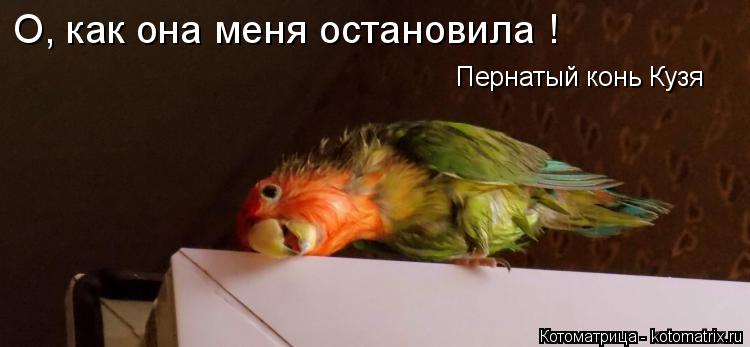 Котоматрица: О, как она меня остановила !  Пернатый конь Кузя