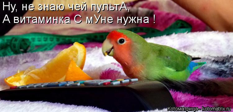 Котоматрица: Ну, не знаю чей пультА, А витаминка С мУне нужна !