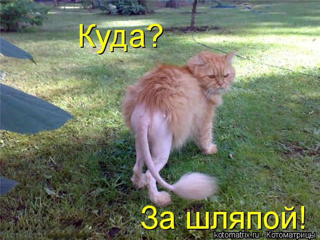 За шляпой! Куда?... Котоматрица: За шляпой! Куда?