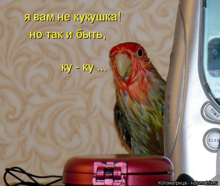 я вам не кукушка! но так и быть, ку - ку ...... Котоматрица: я вам не кукушка! но так и быть, ку - ку ...
