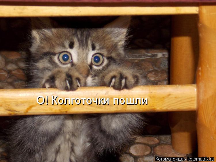 Котоматрица: О  О! Колготочки пошли
