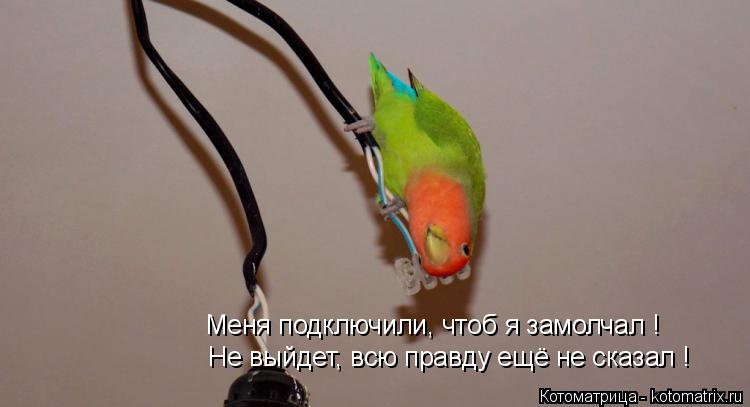 Меня подключили, чтоб я замолчал ! Не выйдет, всю правду ещё не сказал !... Котоматрица: Меня подключили, чтоб я замолчал ! Не выйдет, всю правду ещё не сказал !