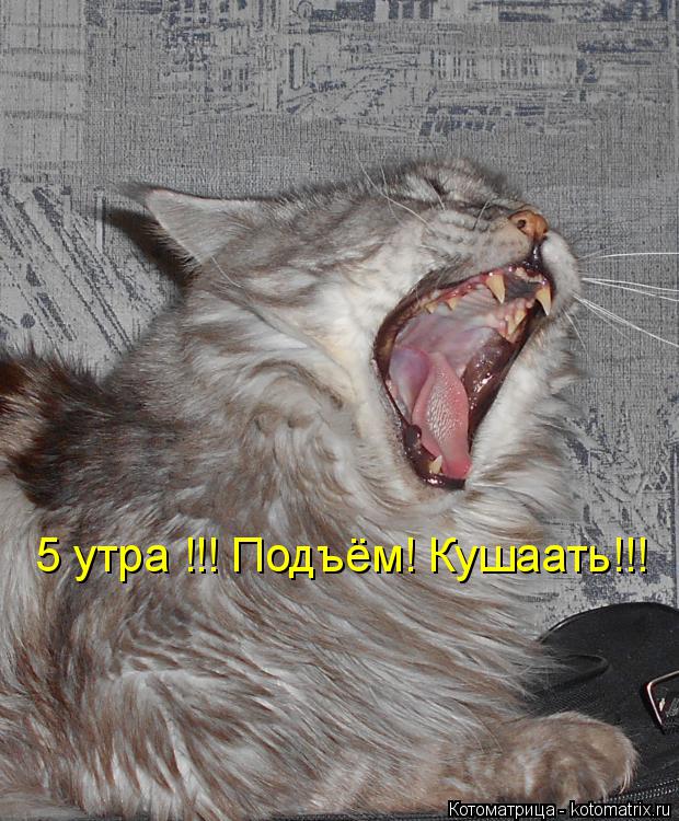 5 утра !!! Подъём! Кушаать!!!... Котоматрица: 5 утра !!! Подъём! Кушаать!!!