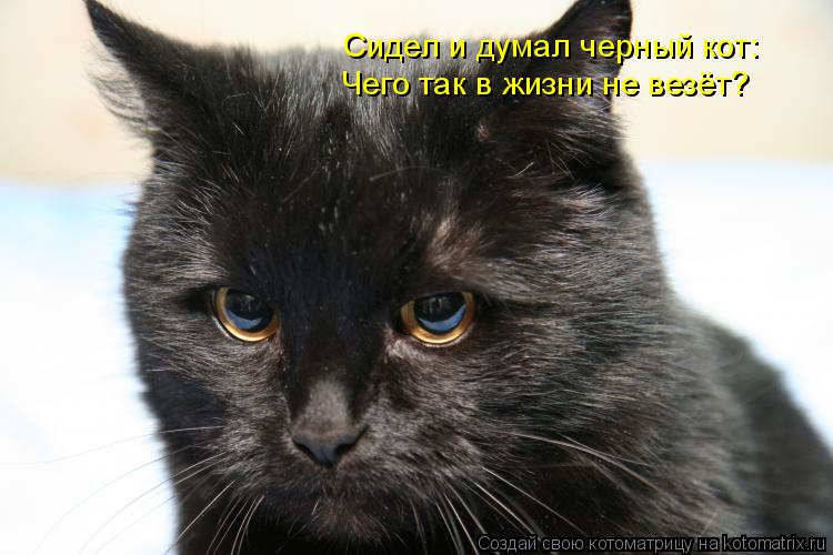 Сидел и думал черный кот: Чего так в жизни не везёт?... Котоматрица: Сидел и думал черный кот: Чего так в жизни не везёт?