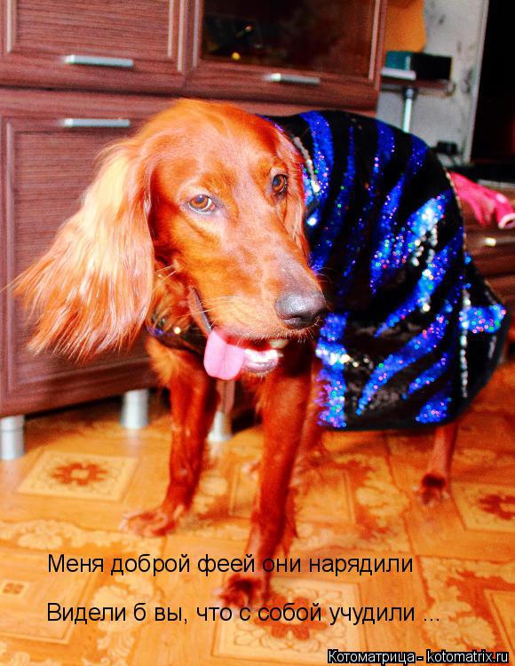 Меня доброй феей они нарядили Видели б вы, что с собой учудили ...... Котоматрица: Меня доброй феей они нарядили Видели б вы, что с собой учудили ...