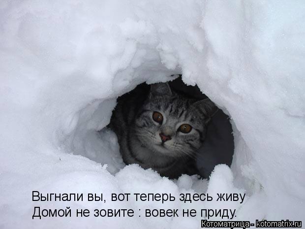Выгнали вы, вот теперь здесь живу Домой не зовите : вовек не приду.... Котоматрица: Выгнали вы, вот теперь здесь живу Домой не зовите : вовек не приду.