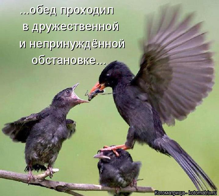 ...обед проходил в дружественной и непринуждённой обстановке...... Котоматрица: ...обед проходил в дружественной и непринуждённой обстановке...