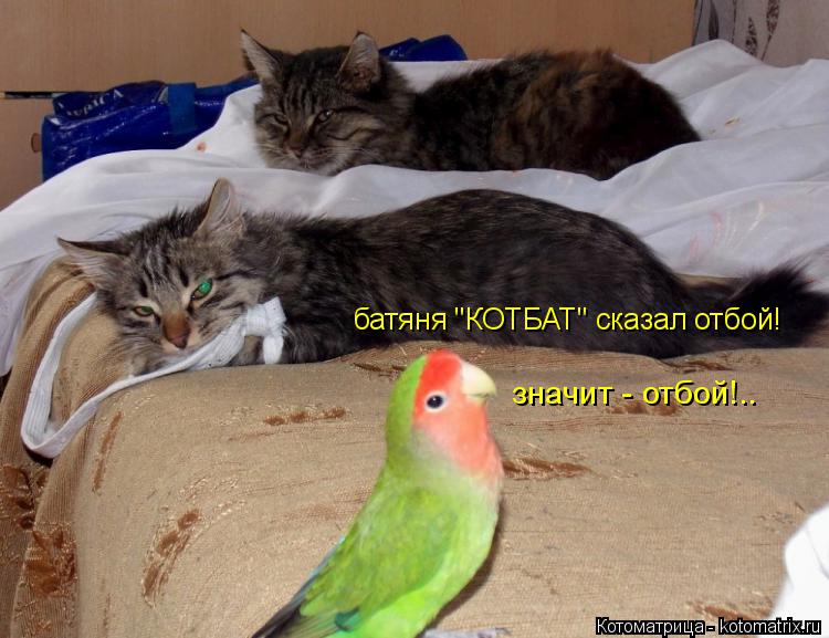 батяня "КОТБАТ" сказал отбой! значит - отбой!..... Котоматрица: батяня "КОТБАТ" сказал отбой! значит - отбой!..
