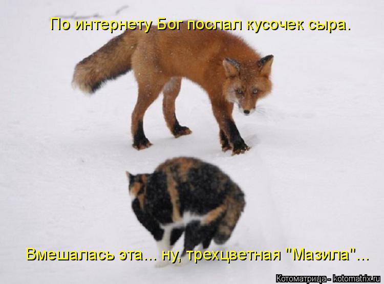 По интернету Бог послал кусочек сыра. Вмешалась эта... ну, трехцветная "Мазила"...... Котоматрица: По интернету Бог послал кусочек сыра. Вмешалась эта... ну, трехцветная "Мазила"...