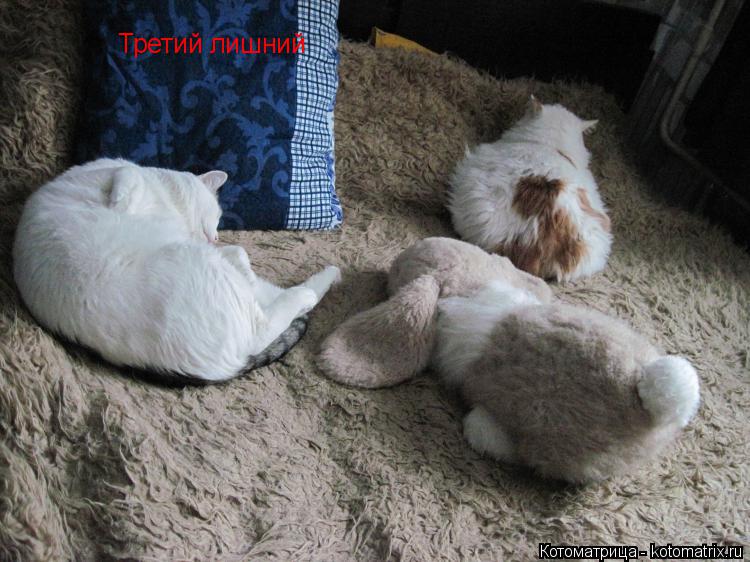 Третий лишний... Котоматрица: Третий лишний