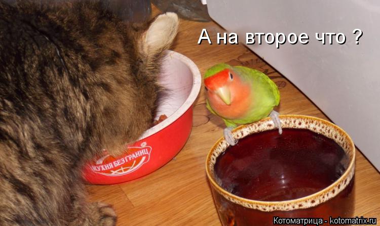 А на второе что ?... Котоматрица: А на второе что ?