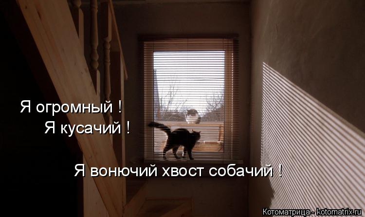Я огромный ! Я кусачий ! Я вонючий хвост собачий !... Котоматрица: Я огромный ! Я кусачий ! Я вонючий хвост собачий !