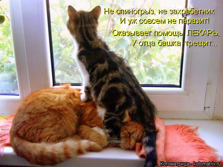 Не спиногрыз, не захребетник И уж совсем не паразит! Оказывает помощь ЛЕКАРЬ, У отца башка трещит..... Котоматрица: Не спиногрыз, не захребетник И уж совсем не паразит! Оказывает помощь ЛЕКАРЬ, У отца башка трещит...