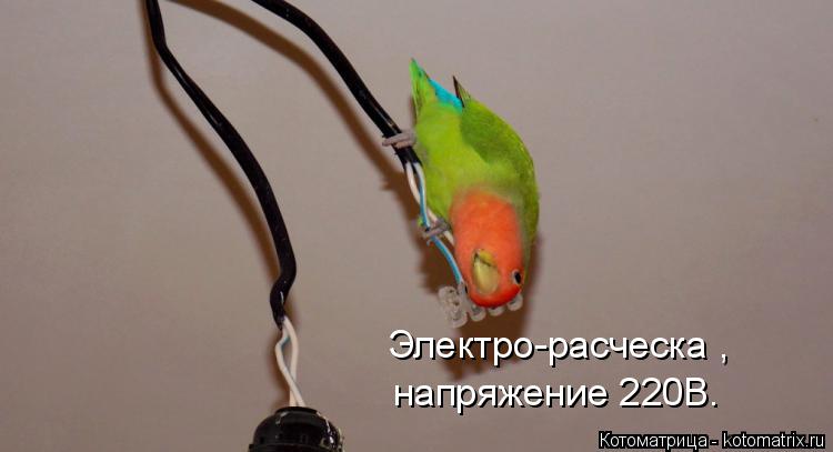 Электро-расческа , напряжение 220В.... Котоматрица: Электро-расческа , напряжение 220В.