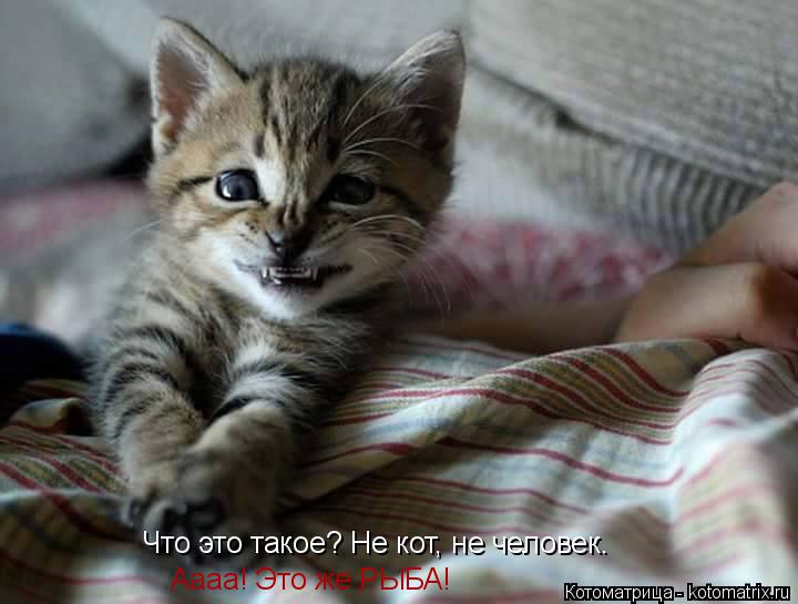 Что это такое? Не кот, не человек. Аааа! Это же РЫБА!... Котоматрица: Что это такое? Не кот, не человек. Аааа! Это же РЫБА!