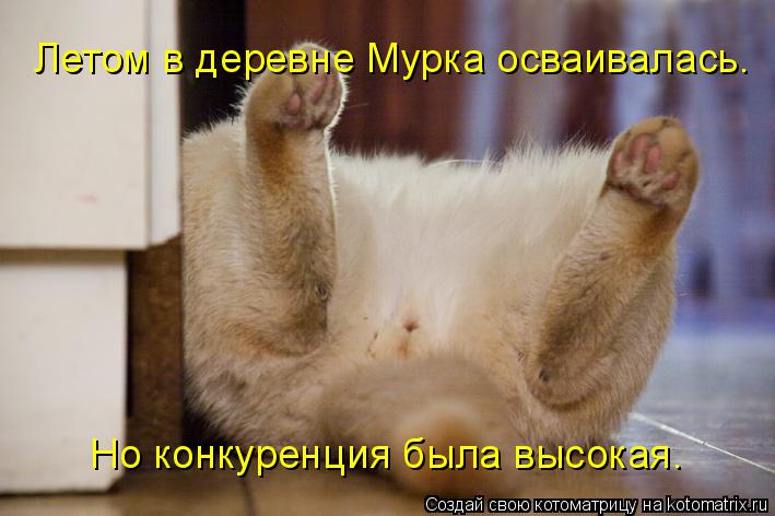 Летом в деревне Мурка осваивалась. Но конкуренция была высокая.... Котоматрица: Летом в деревне Мурка осваивалась. Но конкуренция была высокая.