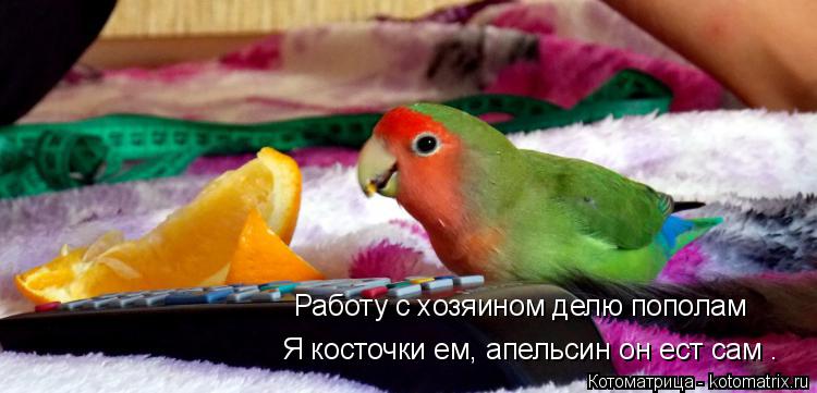 Работу с хозяином делю пополам Я косточки ем, апельсин он ест сам .... Котоматрица: Работу с хозяином делю пополам Я косточки ем, апельсин он ест сам .