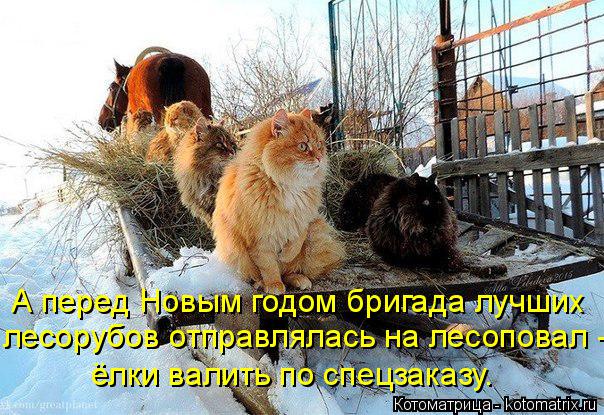 А перед Новым годом бригада лучших лесорубов отправлялась на лесоповал - ёлки валить по спецзаказу.... Котоматрица: А перед Новым годом бригада лучших лесорубов отправлялась на лесоповал - ёлки валить по спецзаказу.