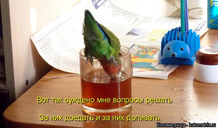 Вот так суждено мне вопросы решать За них доедать и за них допивать.... Котоматрица: Вот так суждено мне вопросы решать За них доедать и за них допивать.