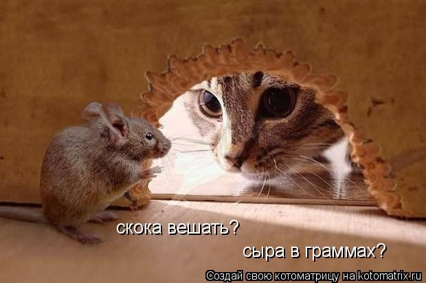 скока вешать? сыра в граммах?... Котоматрица: скока вешать? сыра в граммах?
