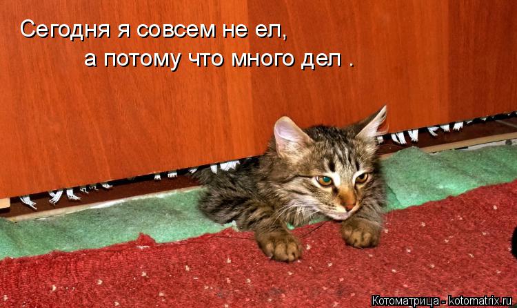 Котоматрица: Сегодня я совсем не ел,   а потому что много дел .