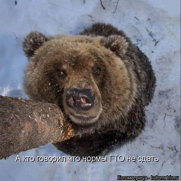 А кто говорил что нормы ГТО не сдать... Котоматрица: А кто говорил что нормы ГТО не сдать